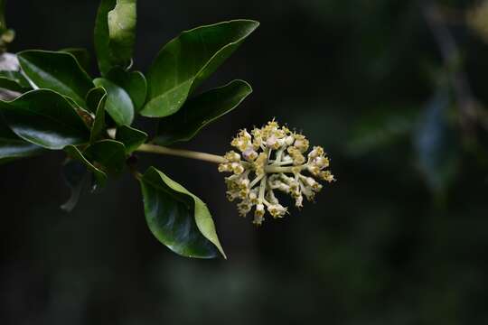 Pisonia donnellsmithii Heimerl ex Standl. resmi