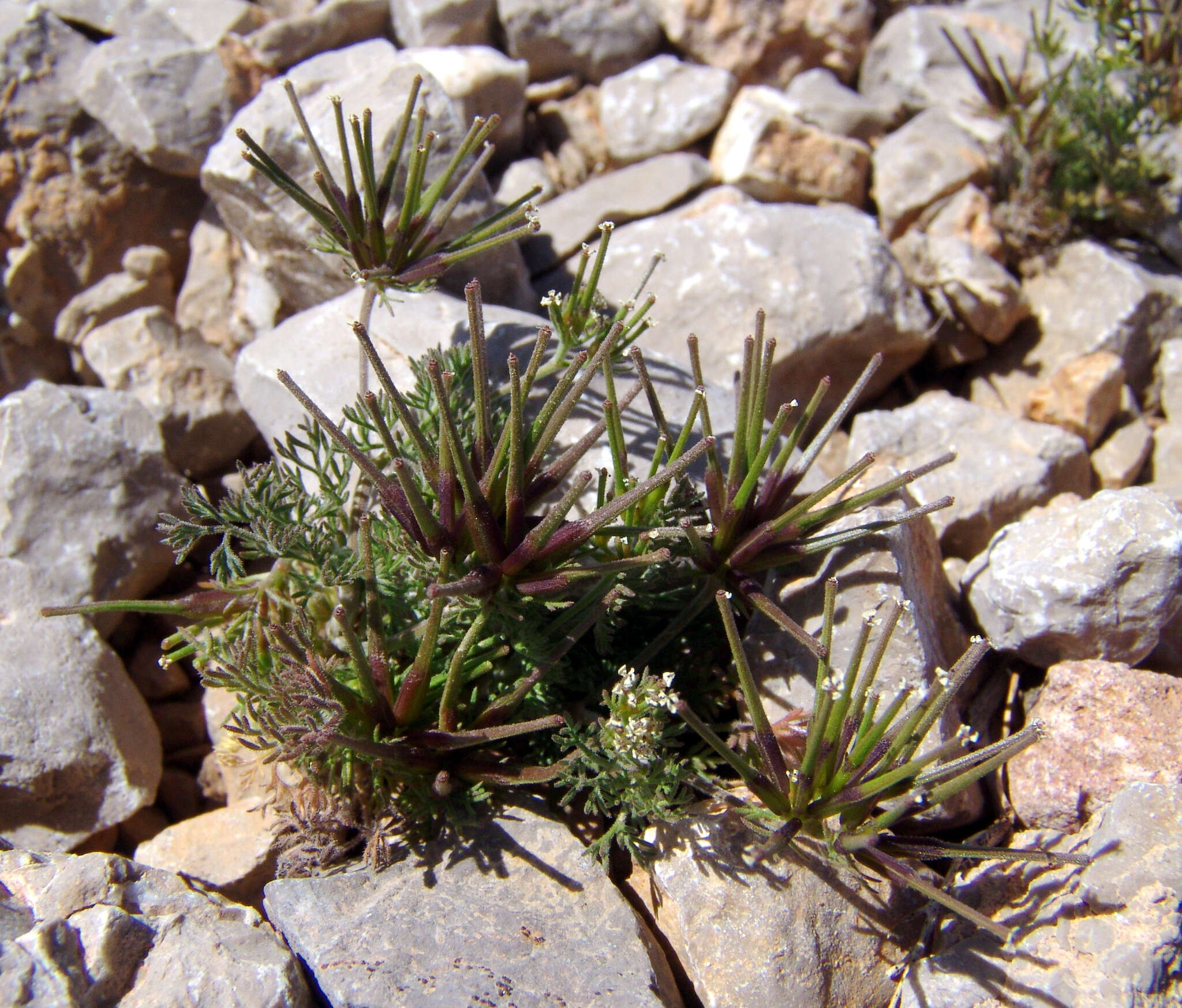 Image de Scandix stellata Banks & Solander