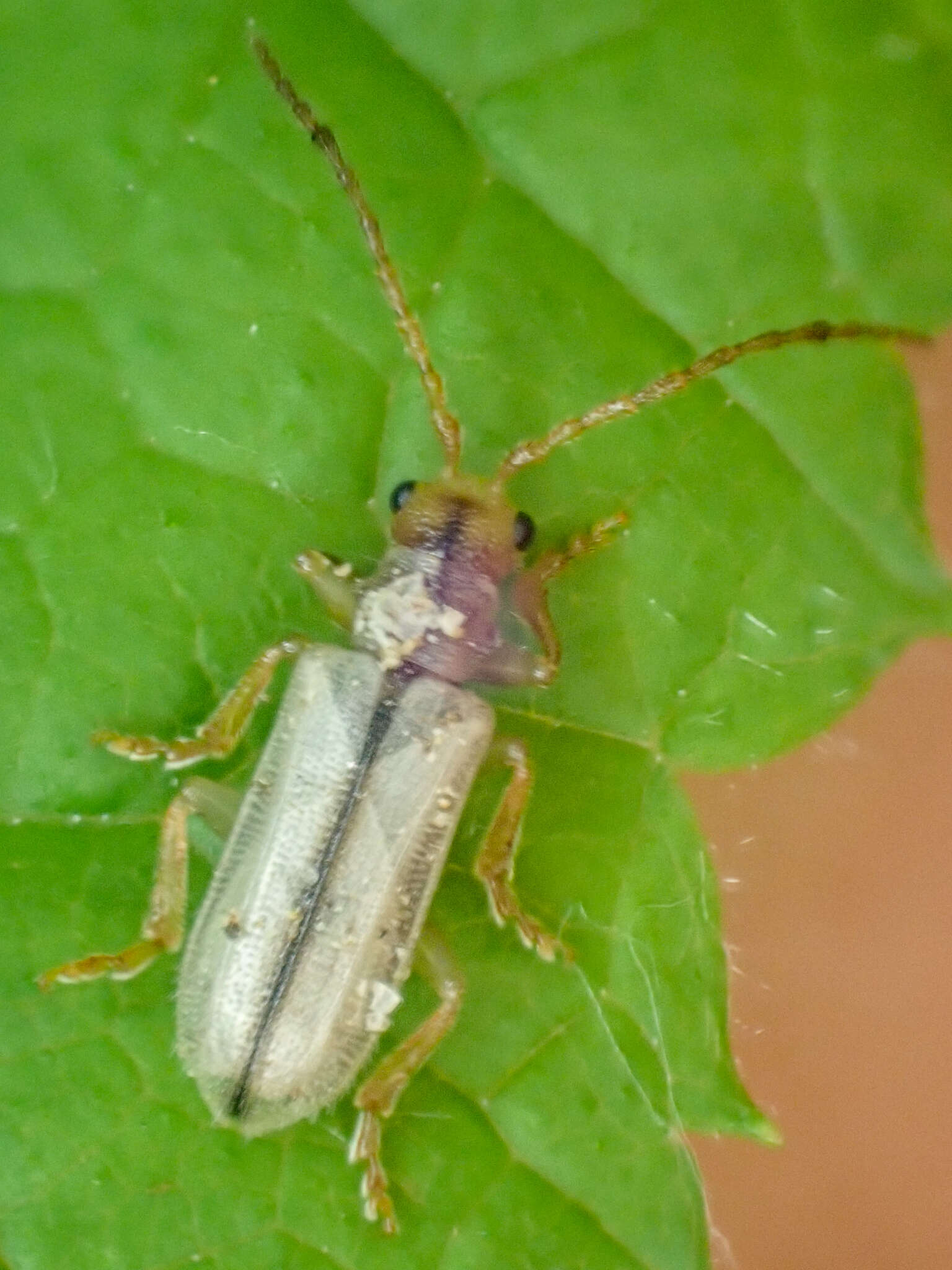 Image of Syneta albida J. L. Le Conte 1857