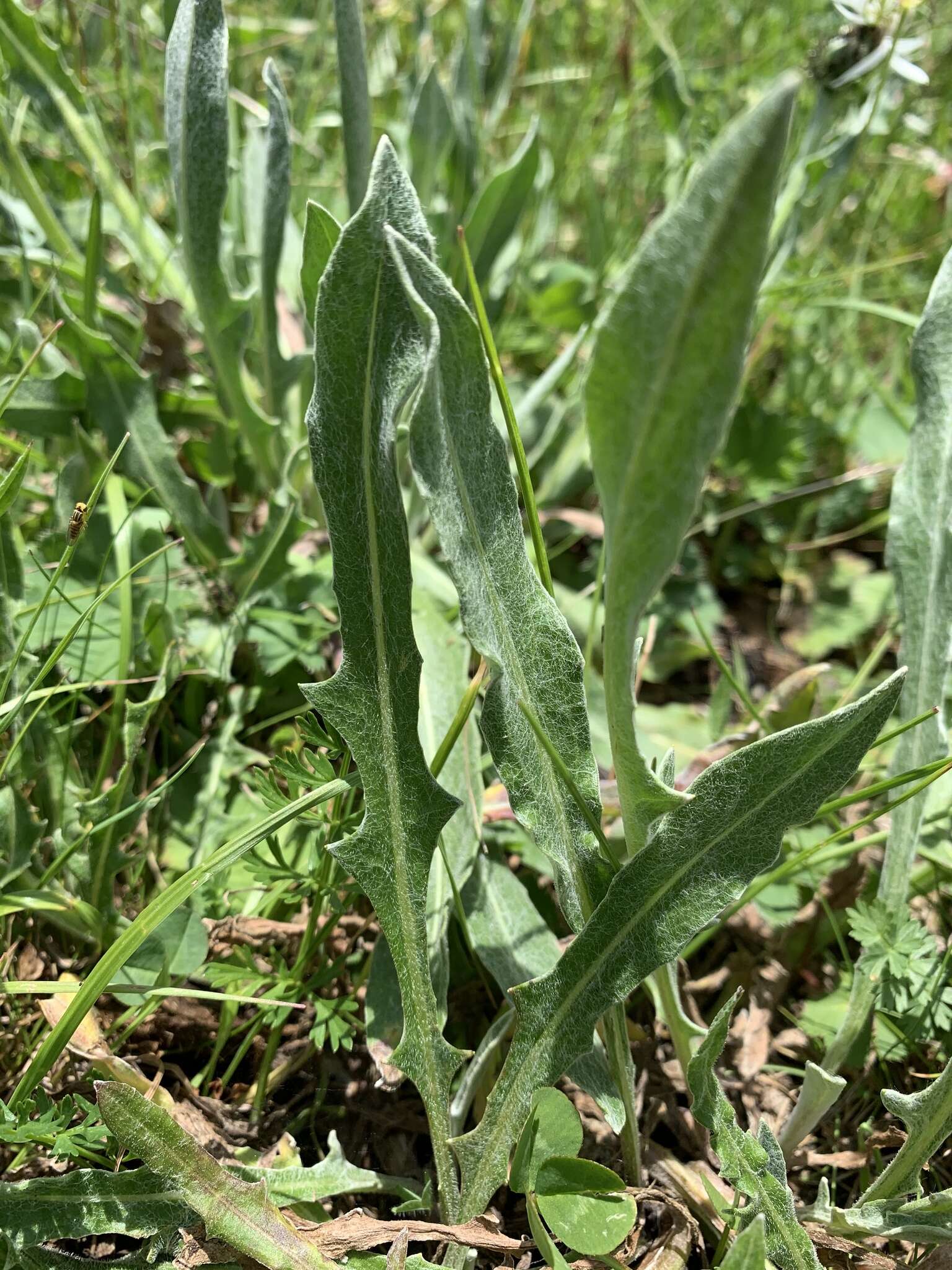 Centaurea cheiranthifolia Willd. resmi