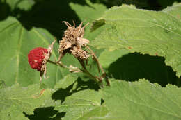 Image of thimbleberry