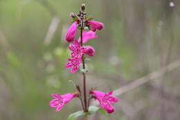 Слика од Penstemon triflorus Heller