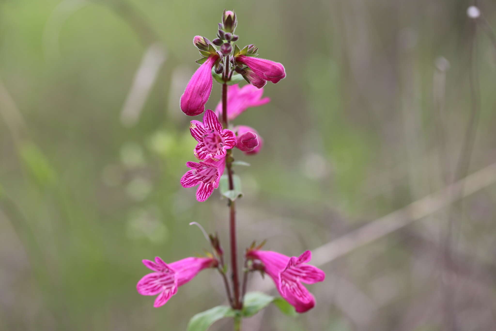 Слика од Penstemon triflorus Heller