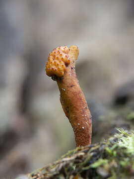 Image of Ophiocordyceps variabilis (Petch) G. H. Sung, J. M. Sung, Hywel-Jones & Spatafora 2007