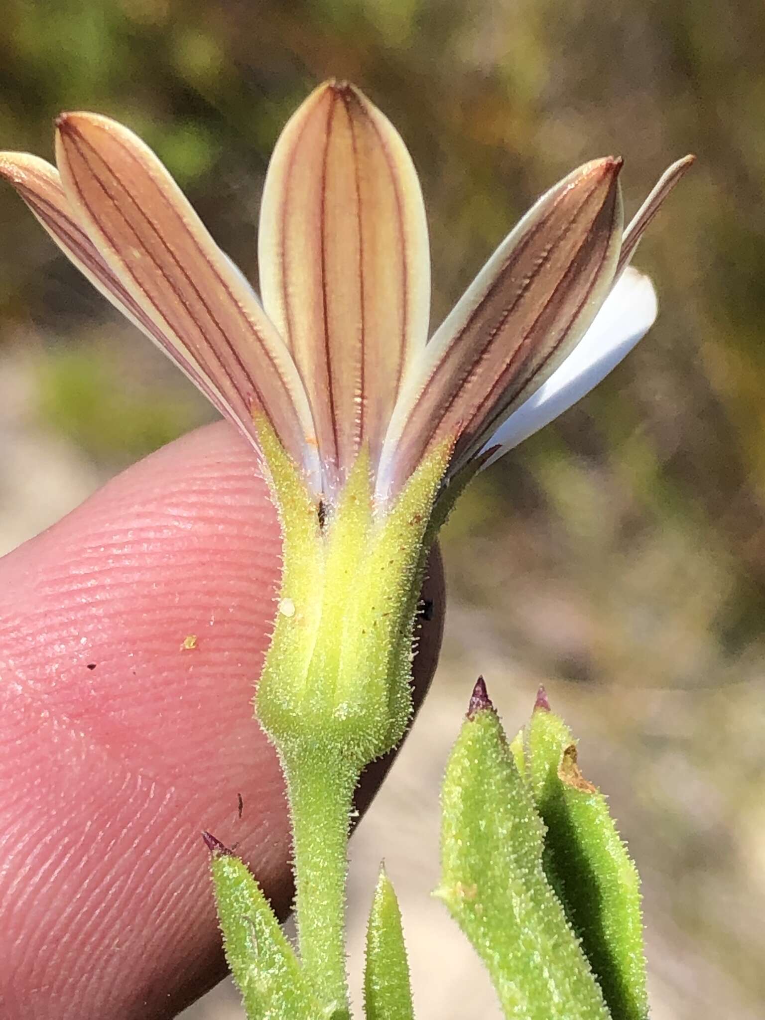 Image of Osteospermum acutifolium (Hutch.) Norlindh