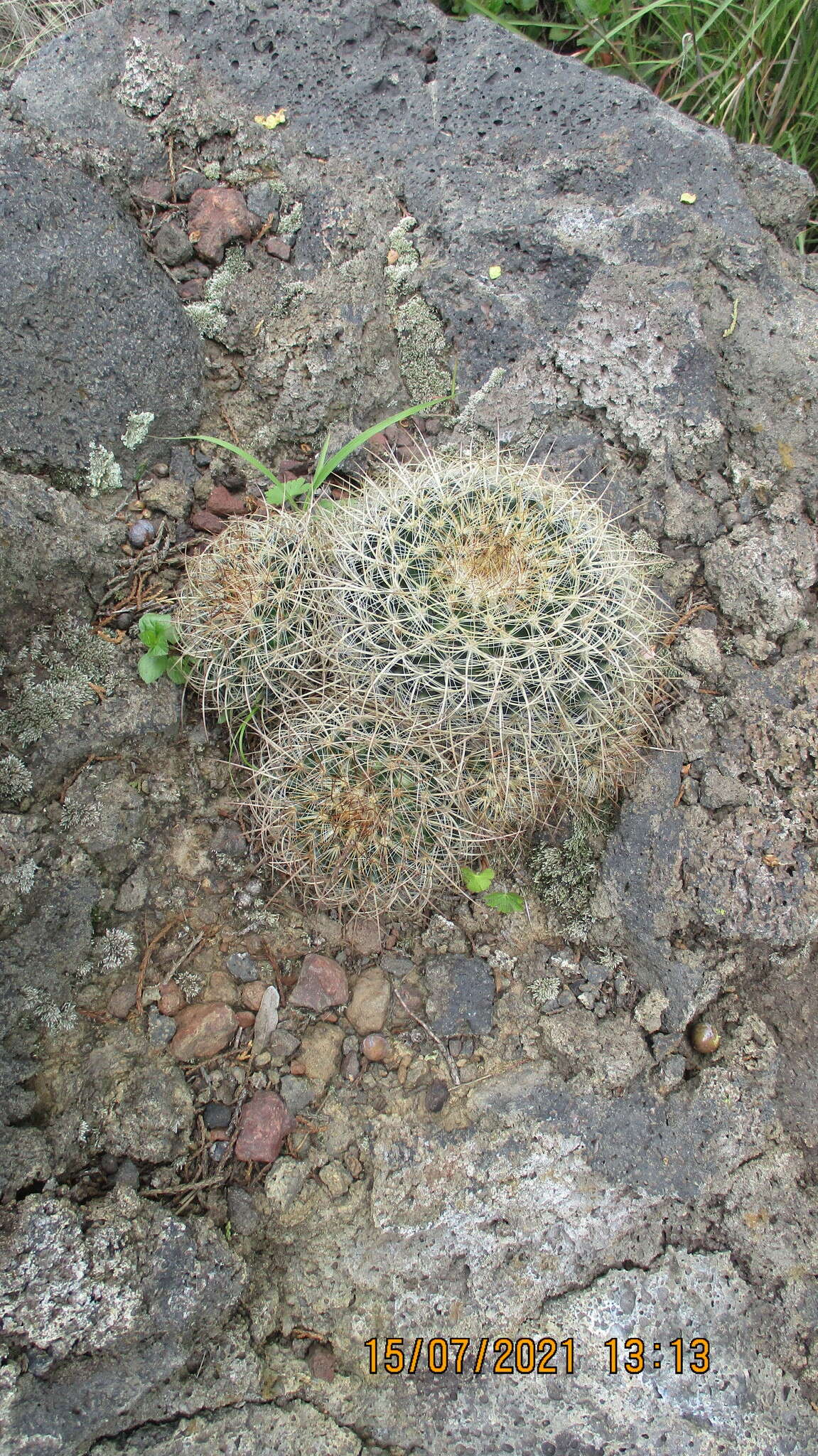 Image de Mammillaria discolor Haw.