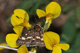 Image de Pyrausta ostrinalis Hübner 1796