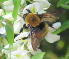 Image of Nevada Bumble Bee