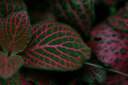 صورة Fittonia albivenis (Lindl. ex Veitch) R. K. Brummitt