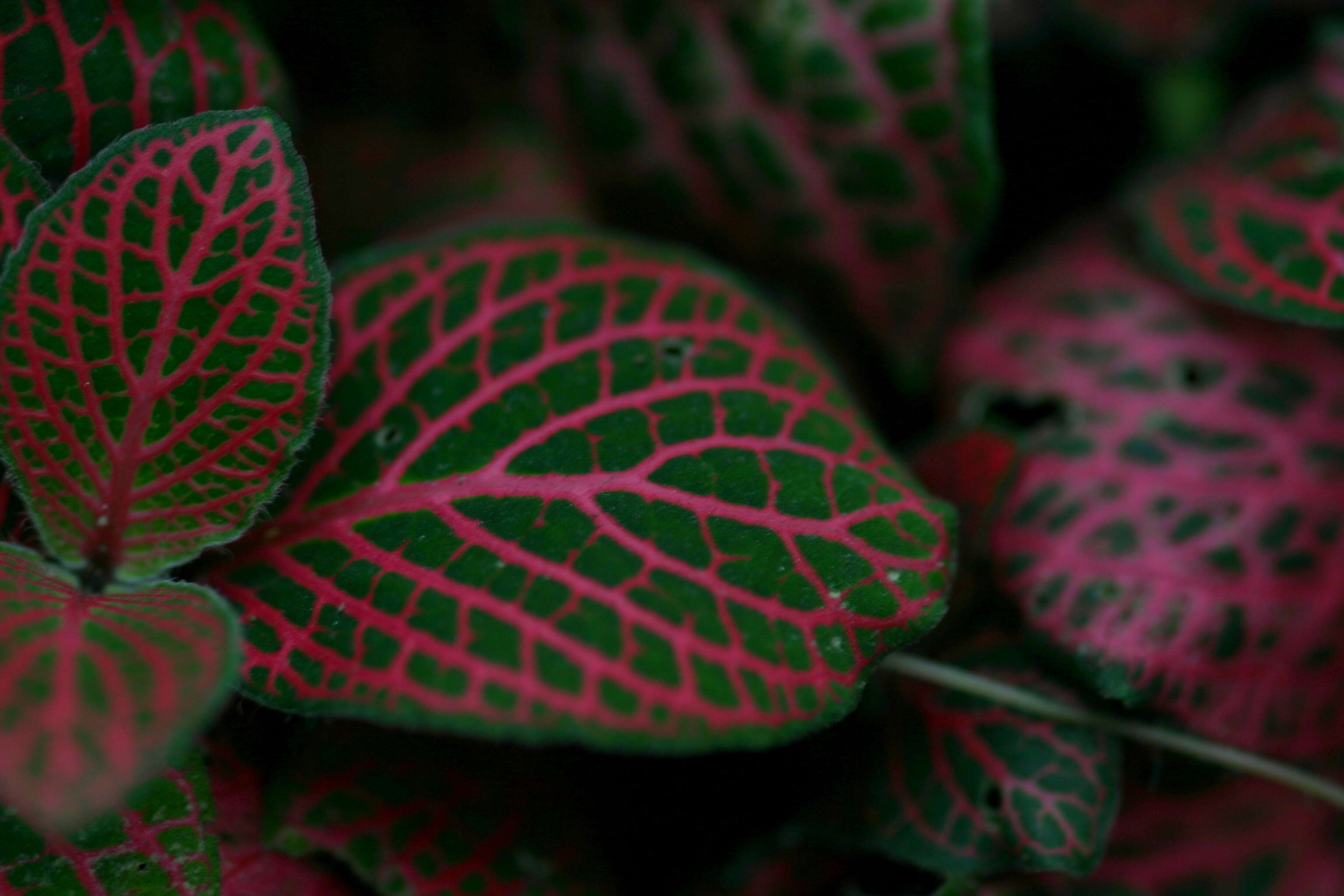 Fittonia albivenis (Lindl. ex Veitch) R. K. Brummitt resmi