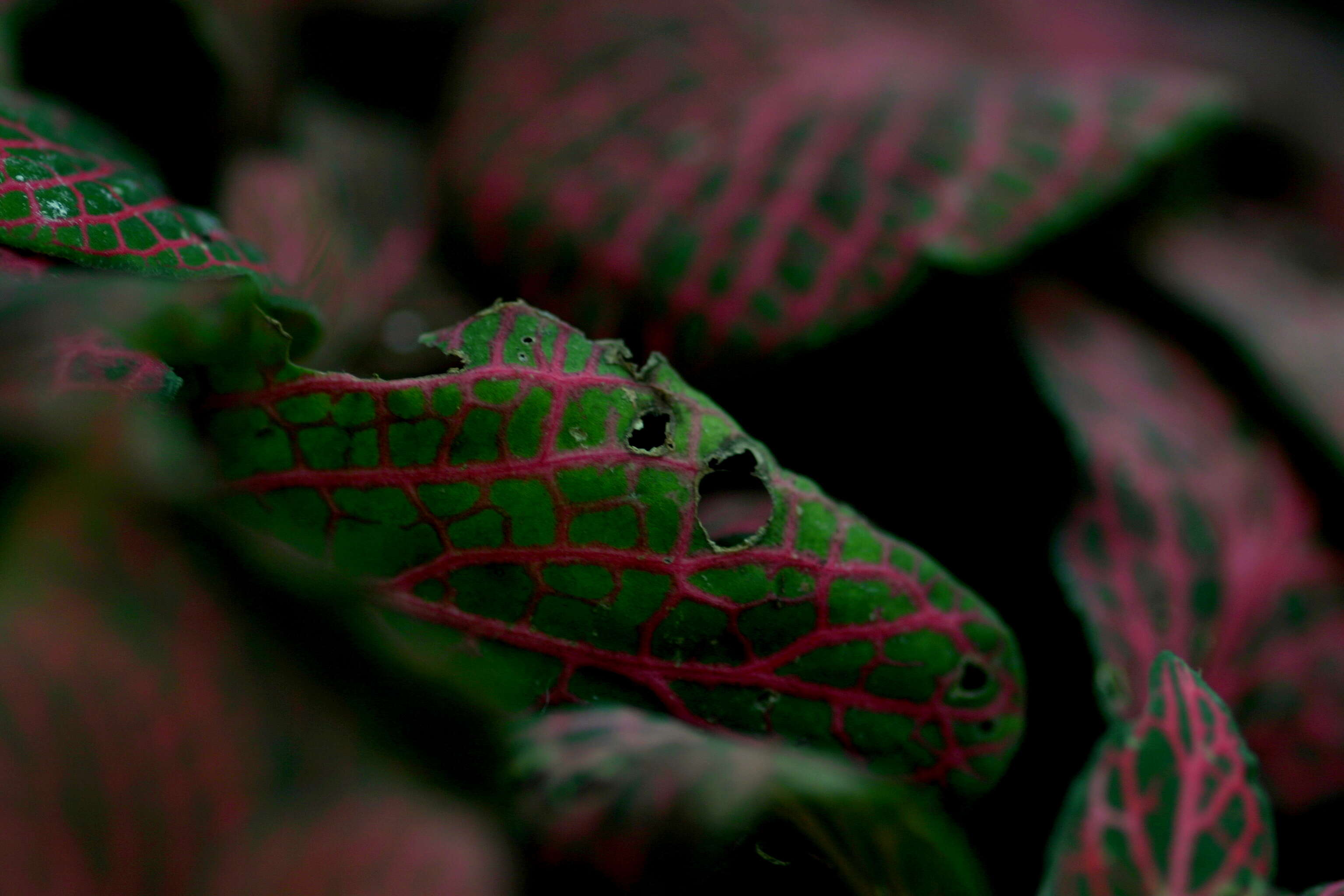 Fittonia albivenis (Lindl. ex Veitch) R. K. Brummitt resmi