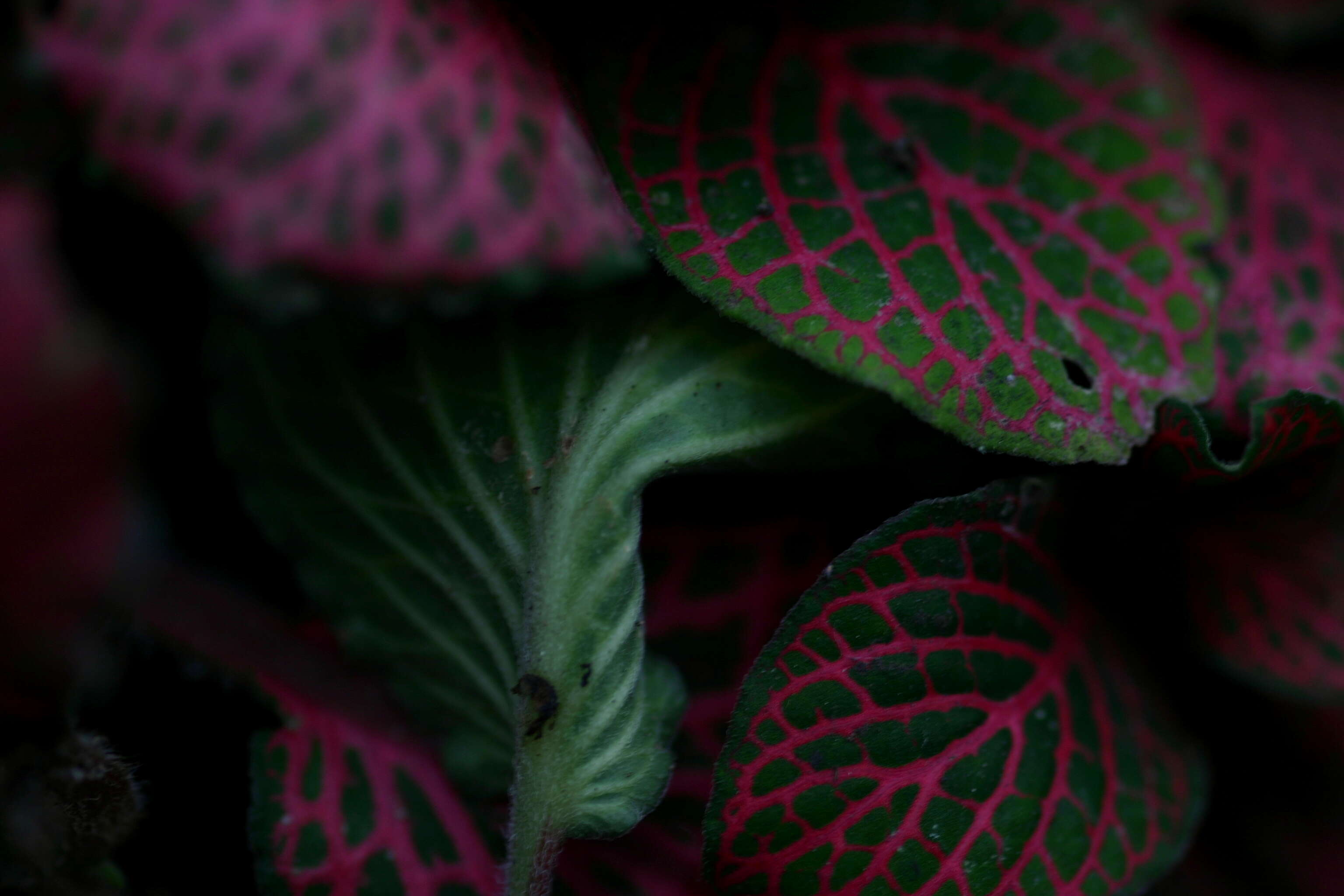 Fittonia albivenis (Lindl. ex Veitch) R. K. Brummitt resmi