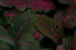 صورة Fittonia albivenis (Lindl. ex Veitch) R. K. Brummitt