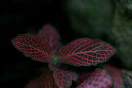 Fittonia albivenis (Lindl. ex Veitch) R. K. Brummitt resmi