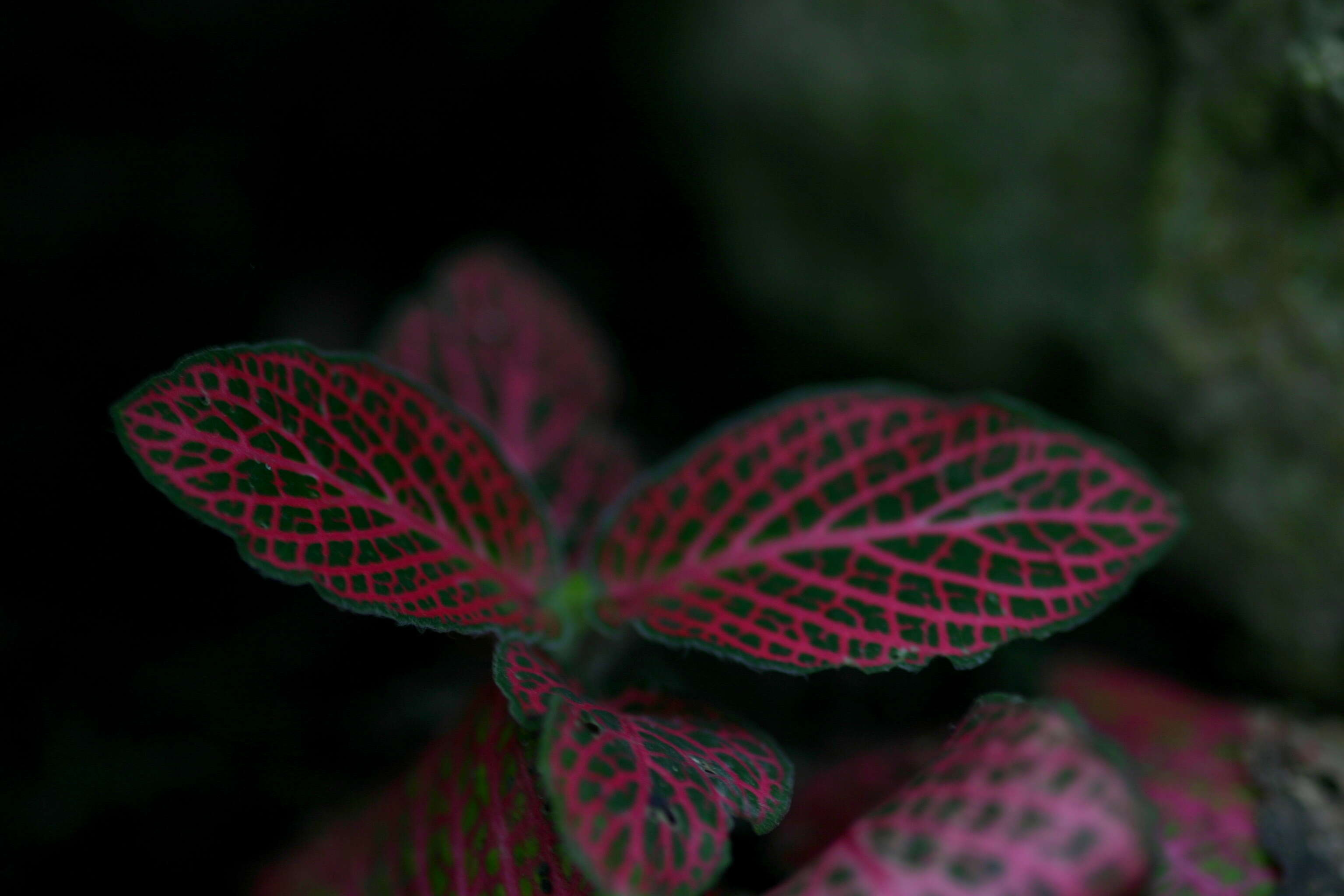 صورة Fittonia albivenis (Lindl. ex Veitch) R. K. Brummitt