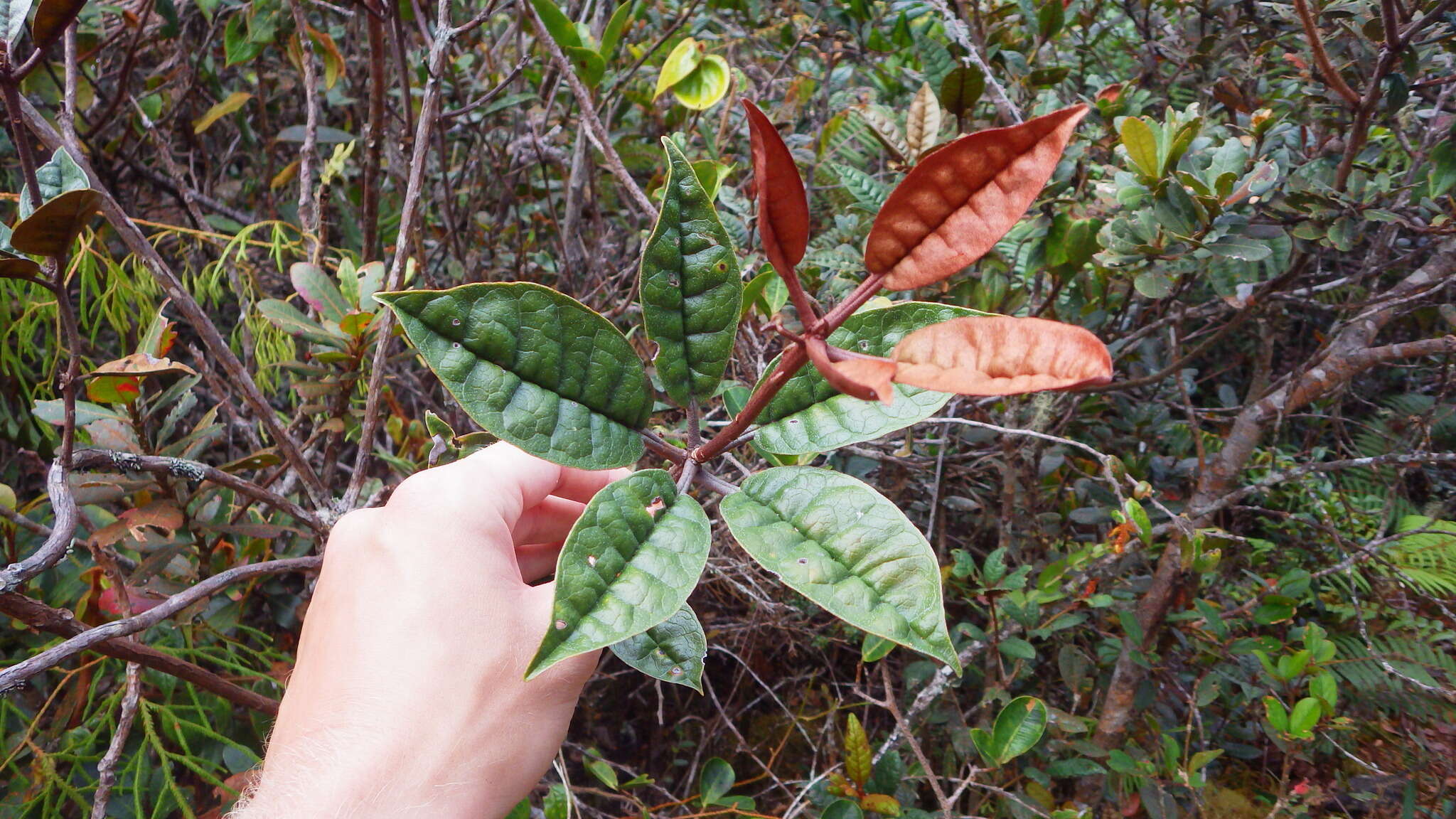 صورة Rhododendron rugosum Low ex Hook. fil.