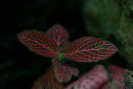 Fittonia albivenis (Lindl. ex Veitch) R. K. Brummitt resmi