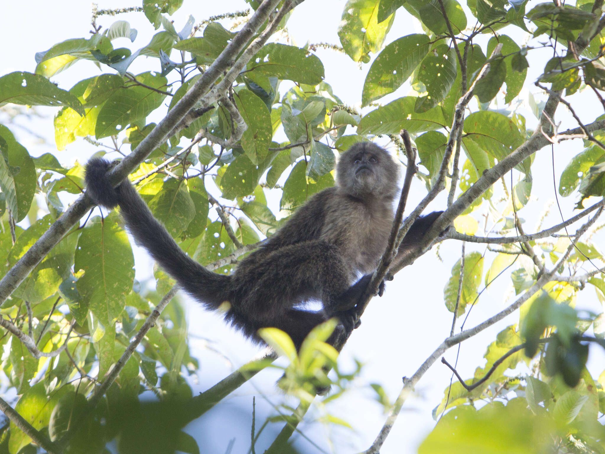 Image of Brown weeper capuchin