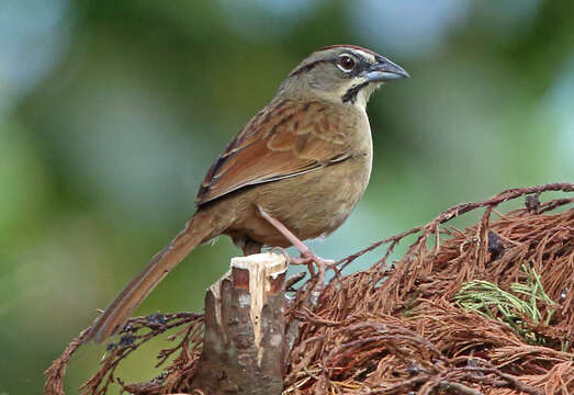 Plancia ëd Aimophila rufescens (Swainson 1827)