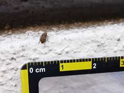 Image of Coffee Bean Weevil