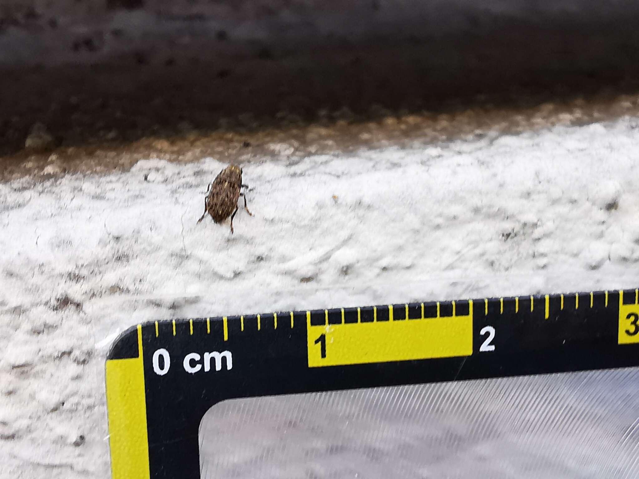 Image of Coffee Bean Weevil