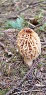 Image of Morchella tridentina Bres. 1898