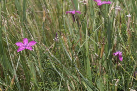 Image of Dianthus deltoides subsp. deltoides