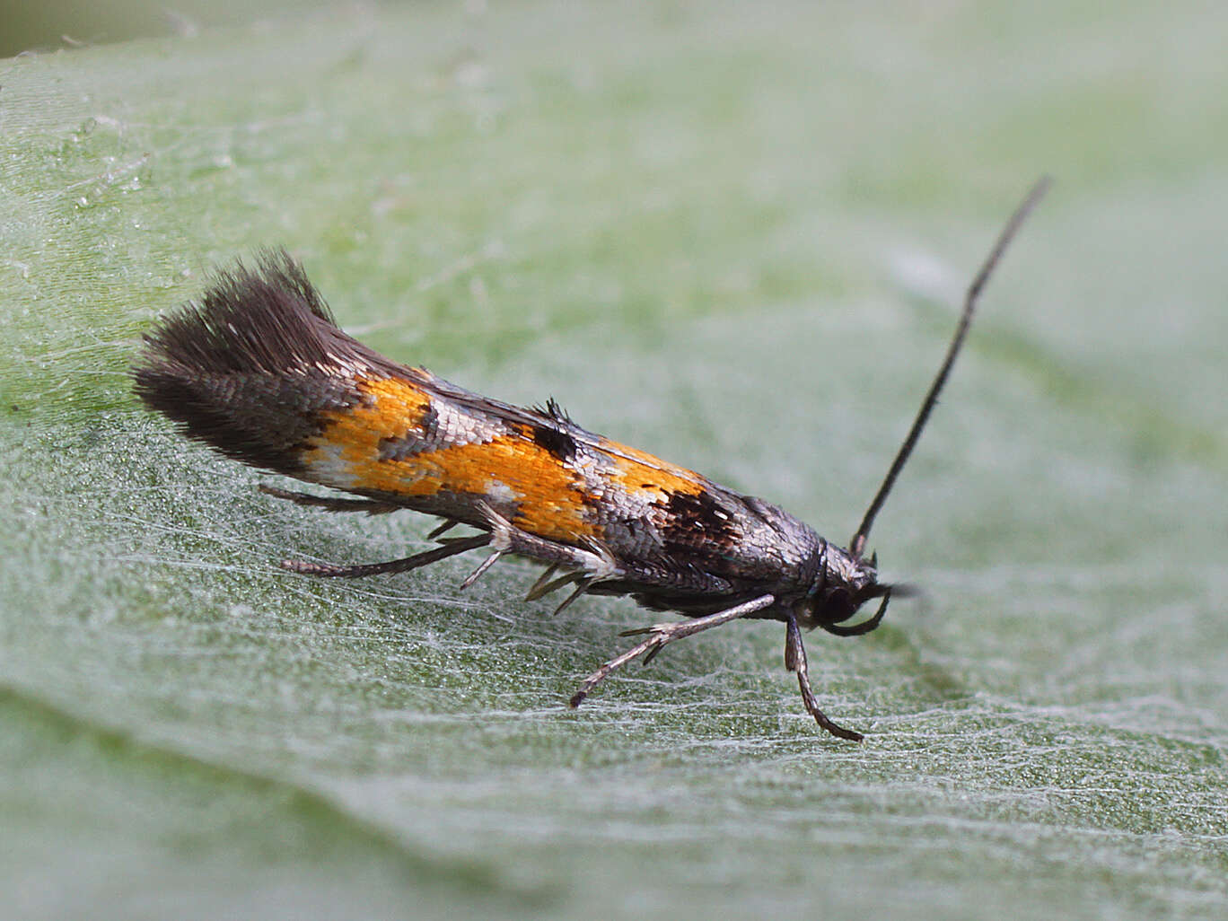 Image of Mompha locupletella