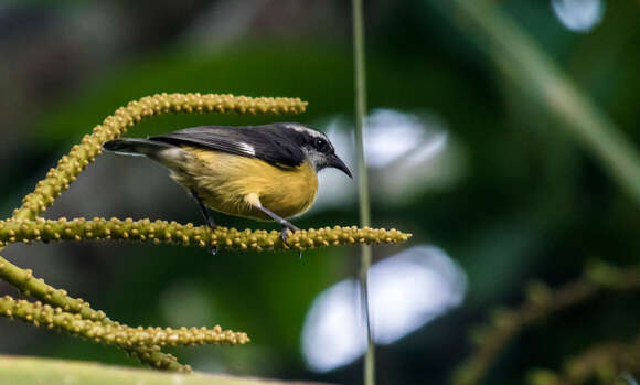 Image of Coereba flaveola caucae Chapman 1914