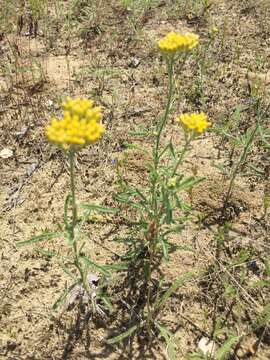 Image of Achillea micrantha Willd.