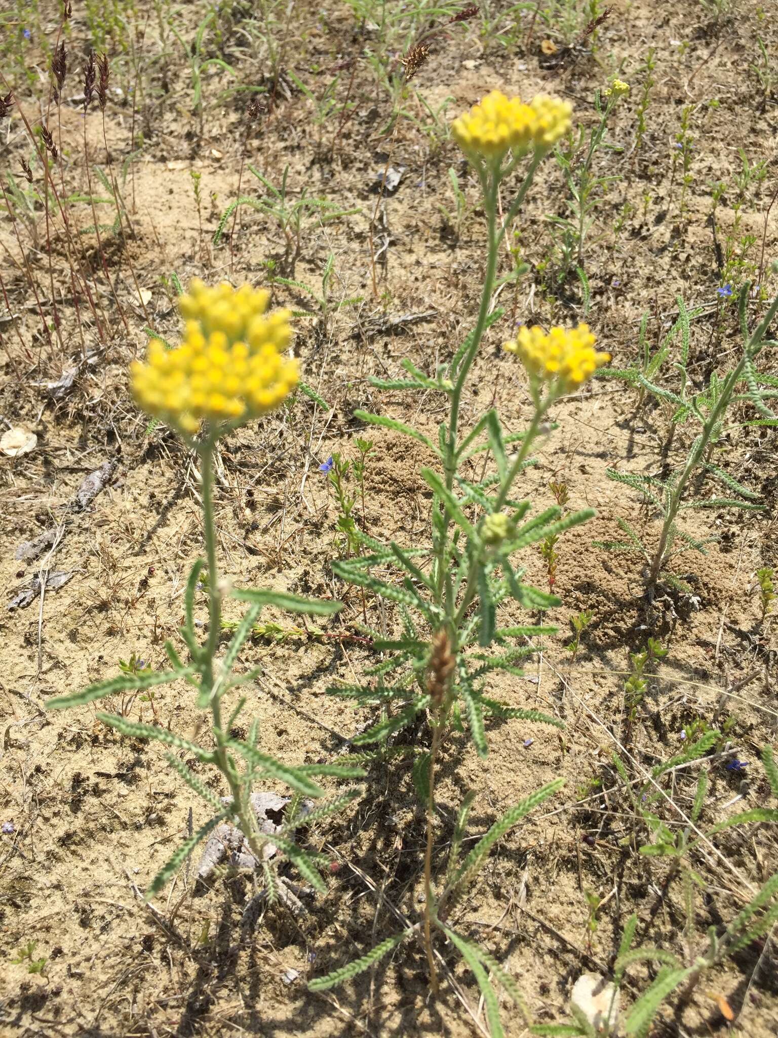 Achillea micrantha Willd. resmi