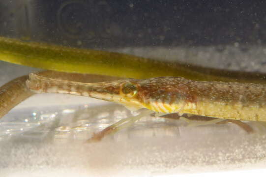 Image of Dusky pipefish