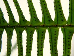 Image of Boston swordfern