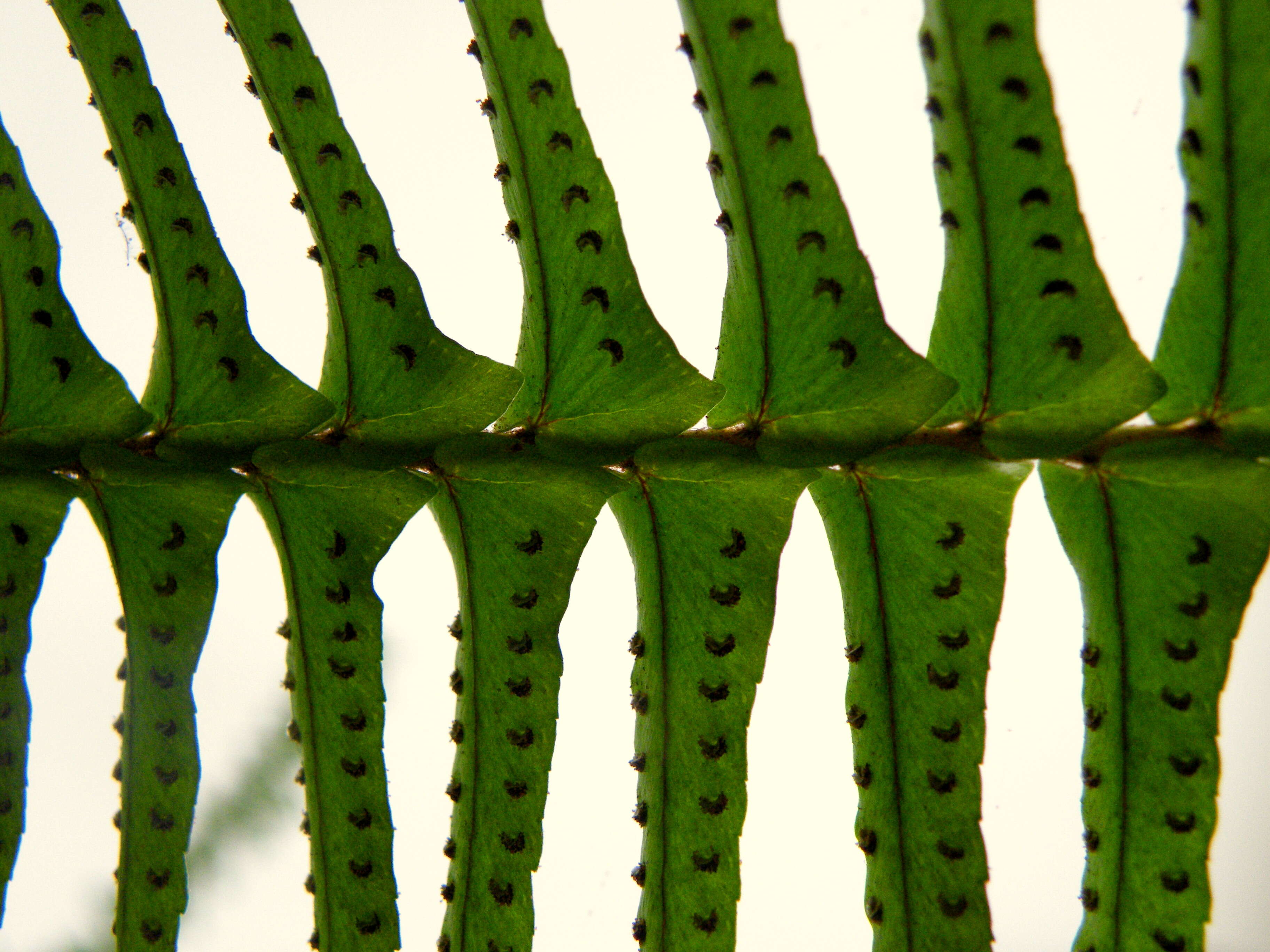 Image of Boston swordfern