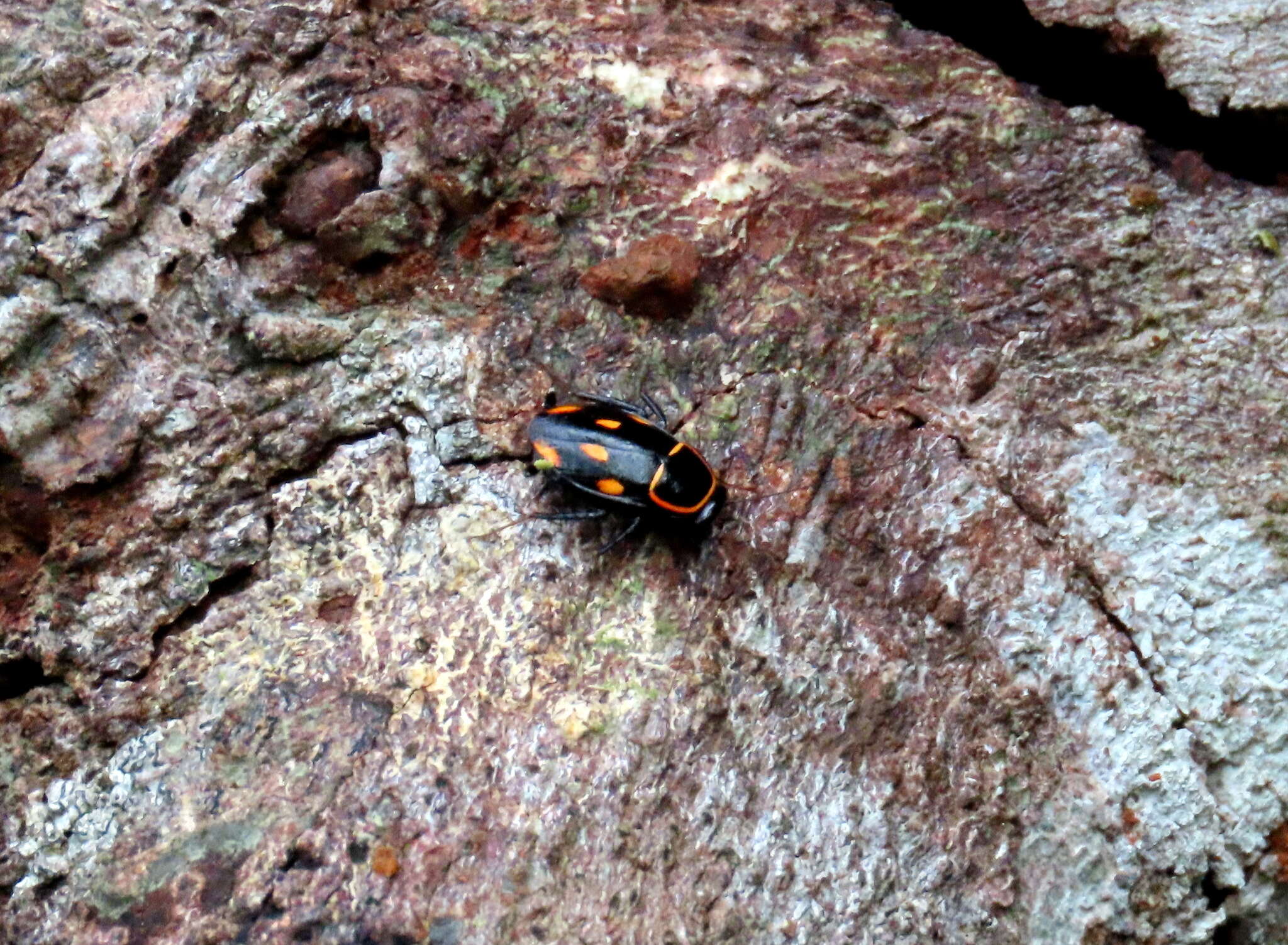 Sundablatta sexpunctata (Hanitsch 1923) resmi