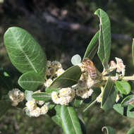 Imagem de Spyridium globulosum (Labill.) Benth.