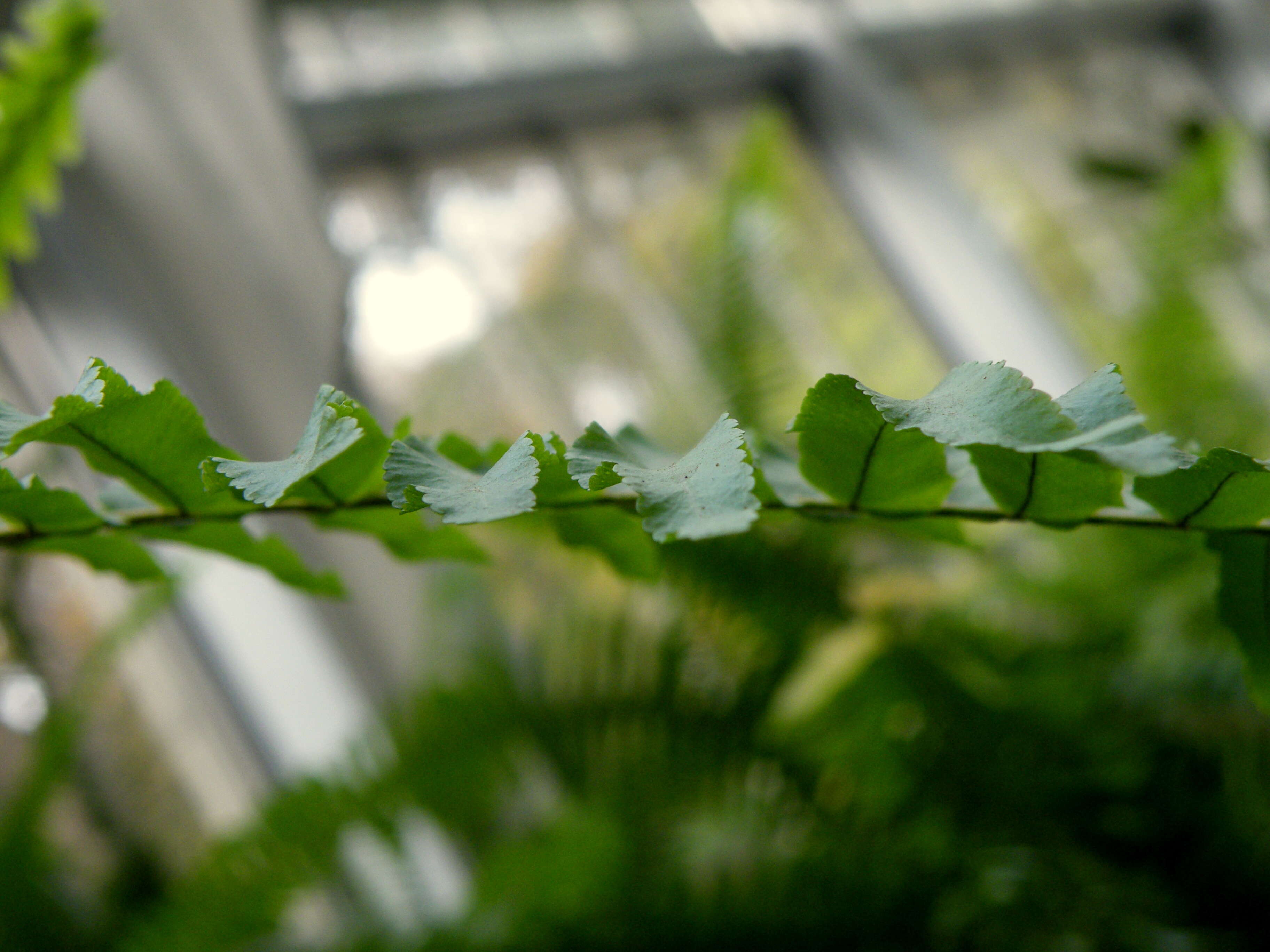 Image of Boston swordfern