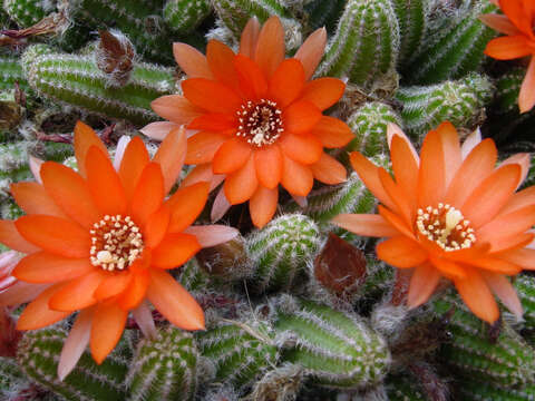 Echinopsis tubiflora resmi