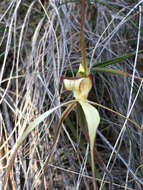 Image of Fawn spider orchid