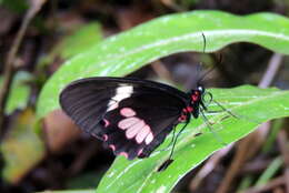 صورة <i>Parides eurimedes mylotes</i> (Bates 1861)