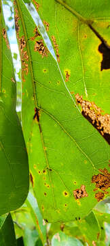 Image of Bucculatrix ainsliella Murtfeldt 1905