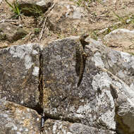 Image of Zimbabwean Girdled Lizard