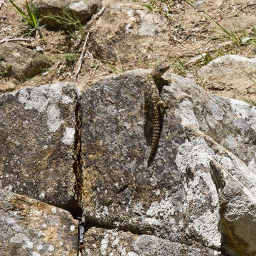 Image of Zimbabwean Girdled Lizard