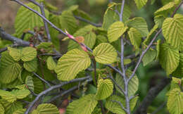 Image of Buttercup winter-hazel