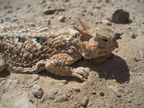 Image of Desert Horned Lizard