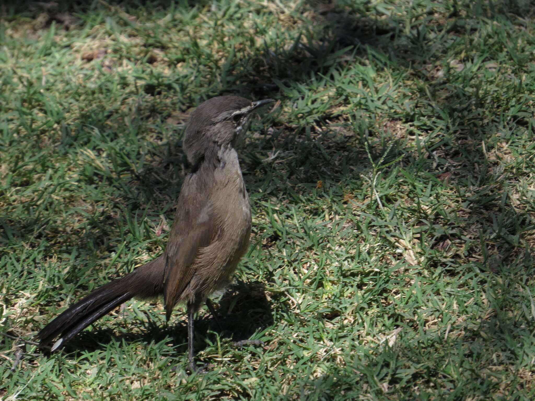 Image of Karoo Scrub Robin