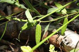 Diplolepis menziesii Schult. resmi