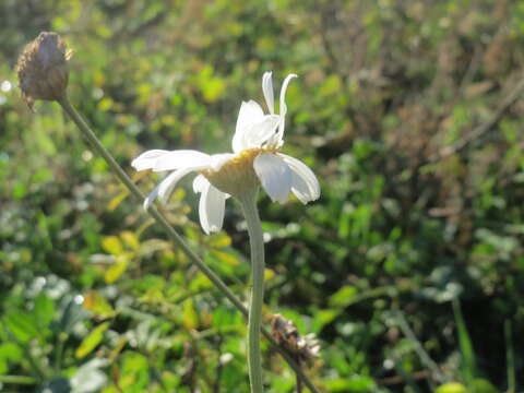 Image of corn chamomile