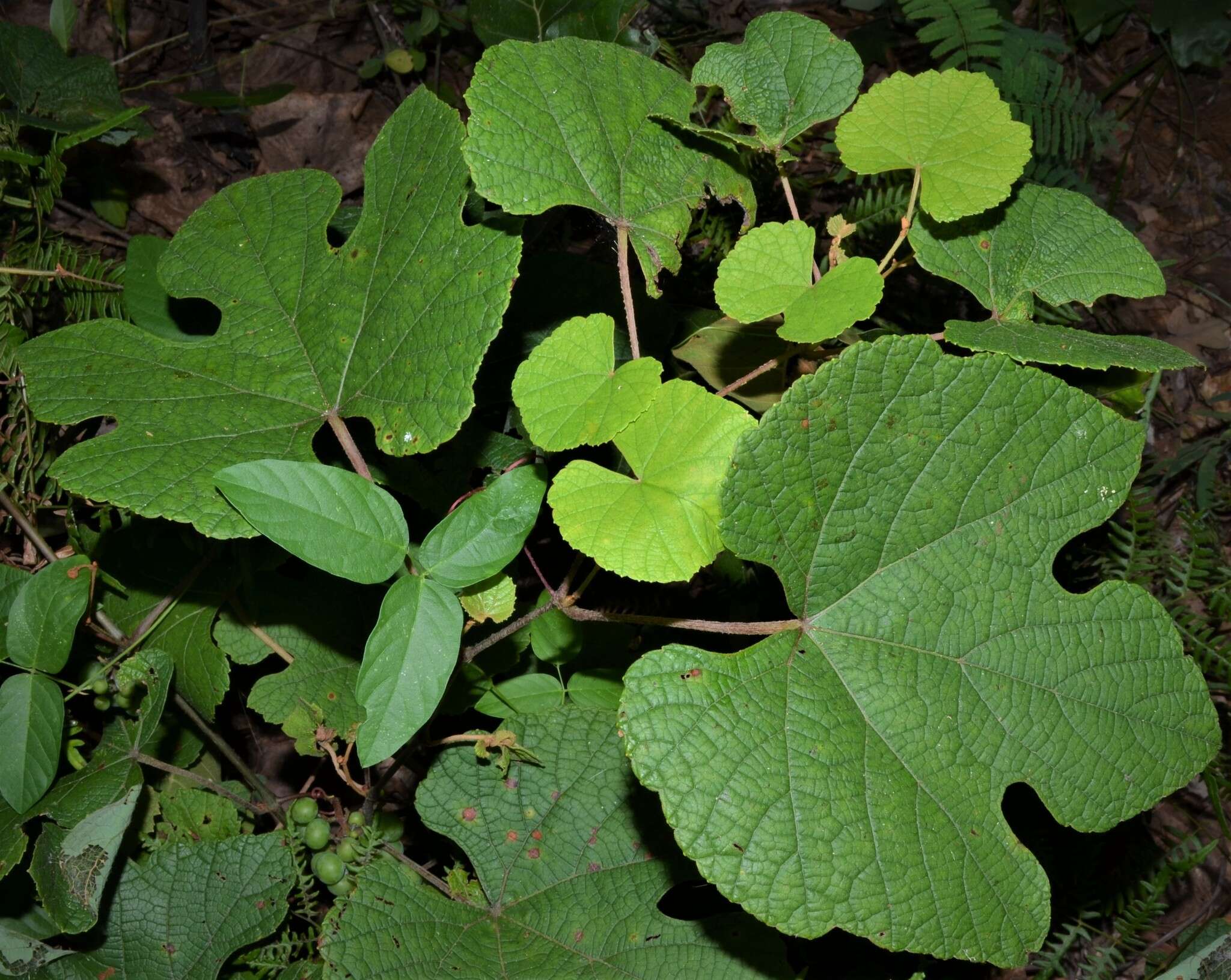 Imagem de Vitis aestivalis var. lincecumii (Buckley) Munson