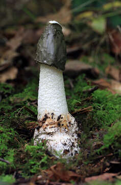 Image of Stinkhorn